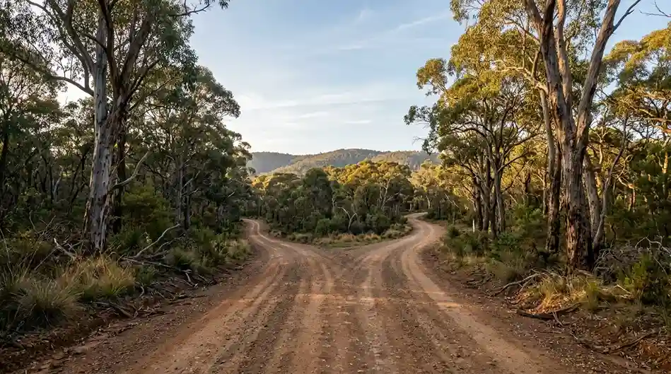 Forked country road through Australian eucalyptus bushland, soft morning light, two paths leading toward a distant horizon